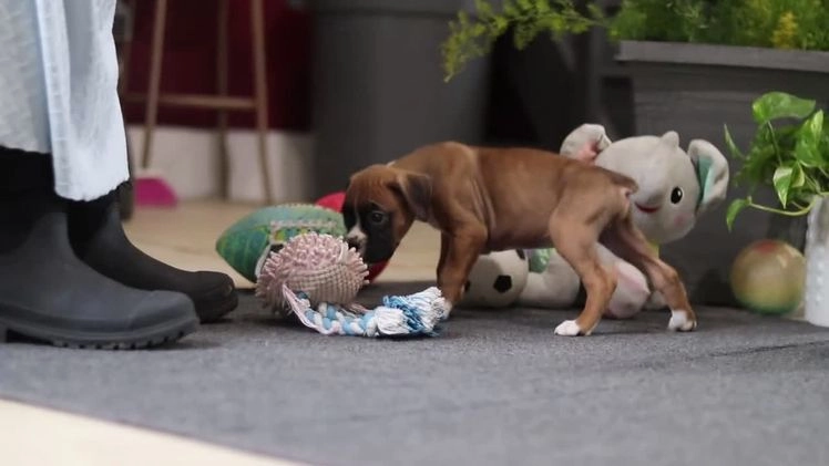 Boxer dogs for sale: Maxl - Video 6