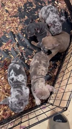 French Bulldog dogs for sale: LilBoy - Video 2