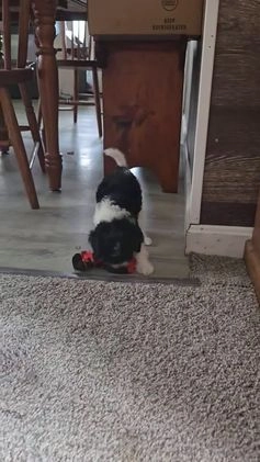 Cavapoo dogs for sale: Sasha - Video 1