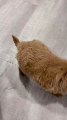 Mini Goldendoodle dogs for sale: Dixie  - Video 2