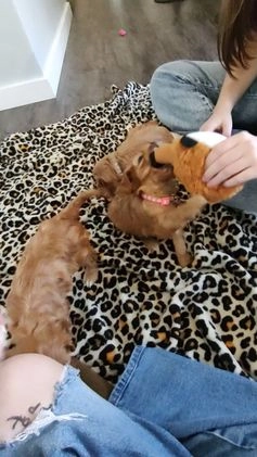 Cavapoo dogs for sale: Mochi - Video 1