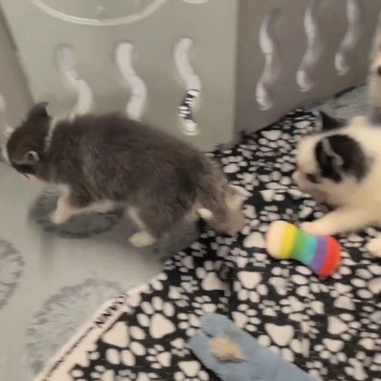 Pomsky dogs for sale: Vance - Video 1