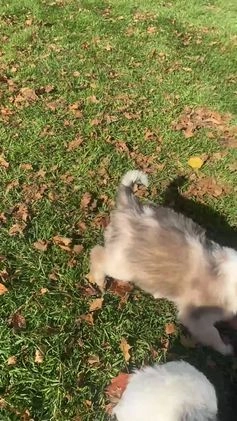 Mini Aussiedoodle dogs for sale: Lucy - Video 1