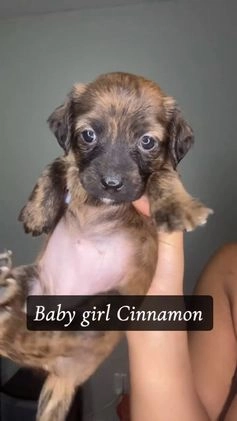 Mixed Breed dogs for sale: Cinnamon  - Video 1