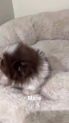 Pomeranian dogs for sale: Teddy  - Video 1