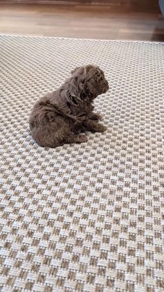 Miniature Poodle dogs for sale: Max - Video 1