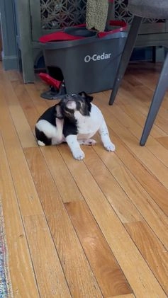 Jack Russell Terrier dogs for sale: Travis  - Video 1