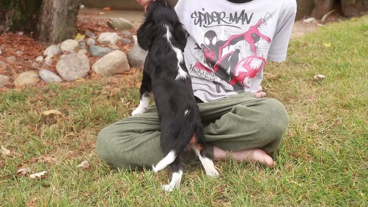 Cavalier King Charles Spaniel dogs for sale: Bert - Video 1