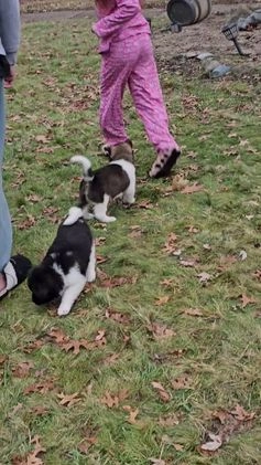 Akita dogs for sale: Troy - Video 3