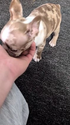 Frenchton dogs for sale: Logan - Video 1