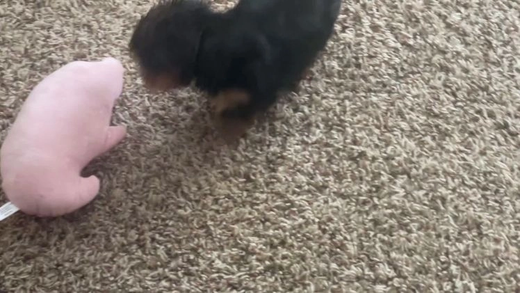 Mixed Breed dogs for sale: Lucy - Video 2