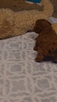 Mini Goldendoodle dogs for sale: Nova - Video 2