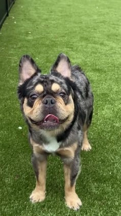 French Bulldog dogs for sale: Adira - Video 4