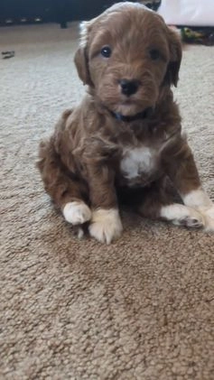 Mini Goldendoodle dogs for sale: Nick - Video 1