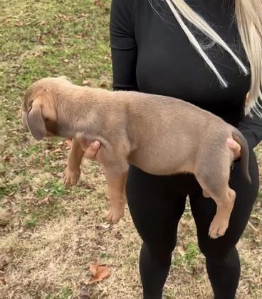 American Bully dogs for sale: Sabey  - Video 5