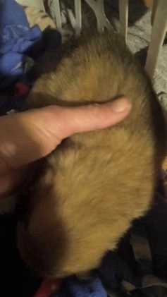 Pomeranian dogs for sale: Pomeranian Puppy 1 - Video 2