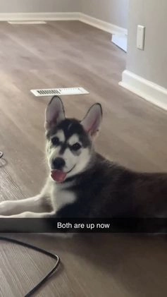 Mixed Breed dogs for sale: Vexen - Video 1