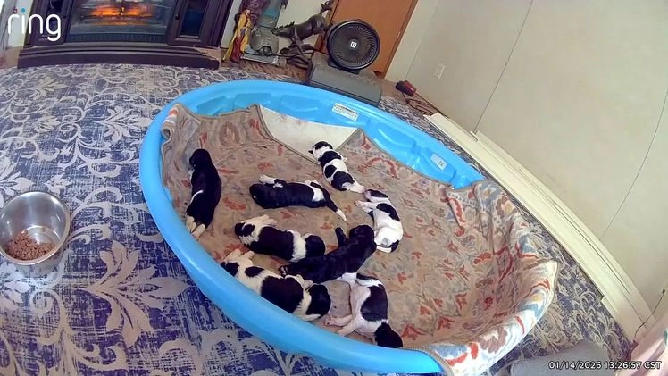 Goldendoodle dogs for sale: Ranger F1B  - Video 1