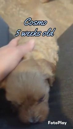 Mixed Breed dogs for sale: Luna  - Video 1