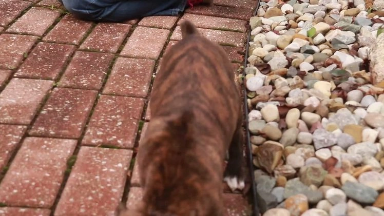 Boxer dogs for sale: Elsie - Video 10