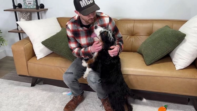 Mini Bernedoodle dogs for sale: Mable - Video 1