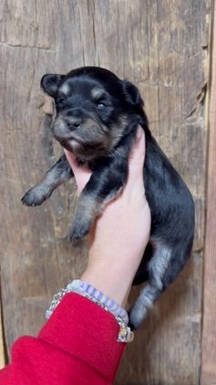 Mixed Breed dogs for sale: Jade - Video 1