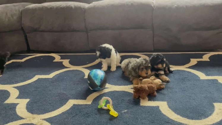 Mini Goldendoodle dogs for sale: Ms. Raven - Video 1