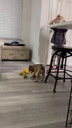 French Bulldog dogs for sale: French Bulldog Puppy 1 - Video 1