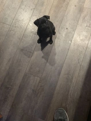 Pug dogs for sale: Pebbles  - Video 1