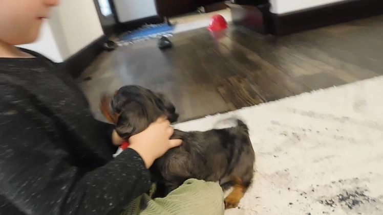 Miniature Dachshund dogs for sale: Miniature Dachshund Puppy 1 - Video 1