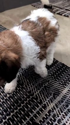 Mixed Breed dogs for sale: Abby - Video 1