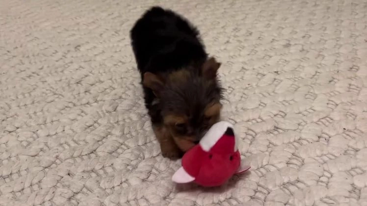 Mixed Breed dogs for sale: Lolita - Video 3