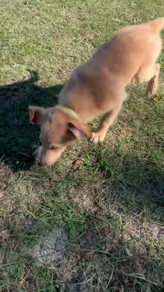 Golden Retriever dogs for sale: Golden Retriever Puppy 2 - Video 1