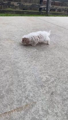 Miniature Poodle dogs for sale: Teddy - Video 5