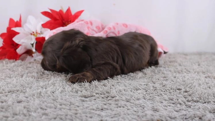 Miniature Dachshund dogs for sale: Joy - Video 1
