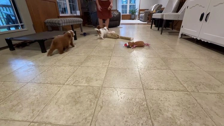 Goldendoodle dogs for sale: Piper - Video 7