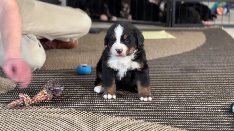 Bernese Mountain Dog dogs for sale: Louie - Video 1