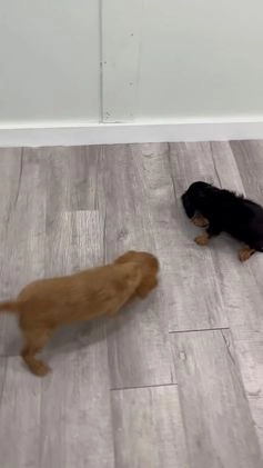 Cavalier King Charles Spaniel dogs for sale: Lucky - Video 2