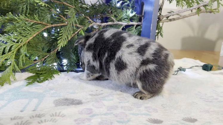 French Bulldog dogs for sale: Darla - Video 1