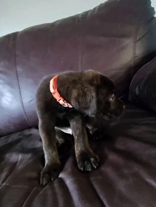 Mixed Breed dogs for sale: Oogie / Boogie / Carmello/ whiskey / HJ / Barry / Manilow  - Video 1