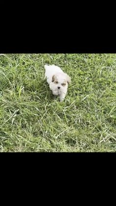 Maltipoo dogs for sale: Ellie - Video 1