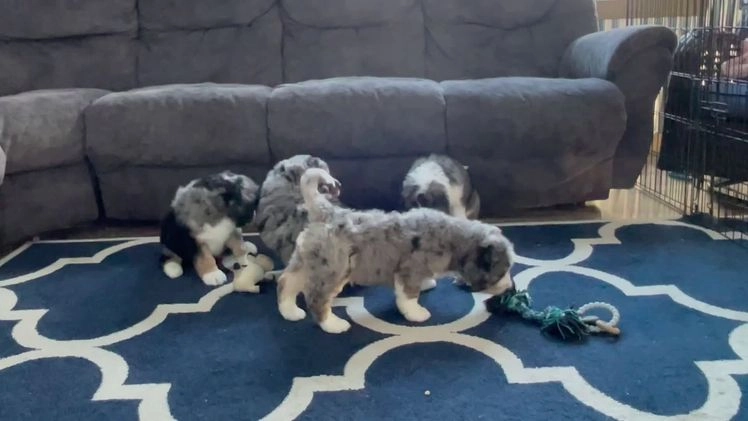 Bernedoodle dogs for sale: Mr. Sarge - Video 1