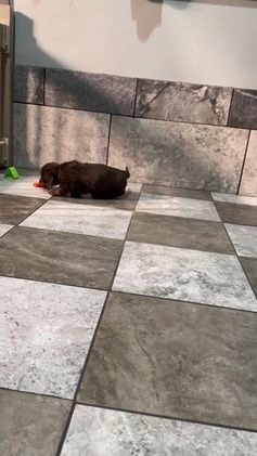 Miniature Dachshund dogs for sale: Scottie  - Video 1