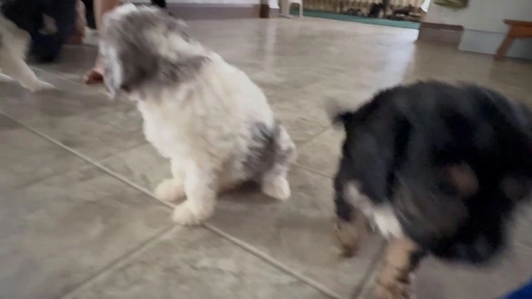 Cavapoo dogs for sale: Candy - Video 1