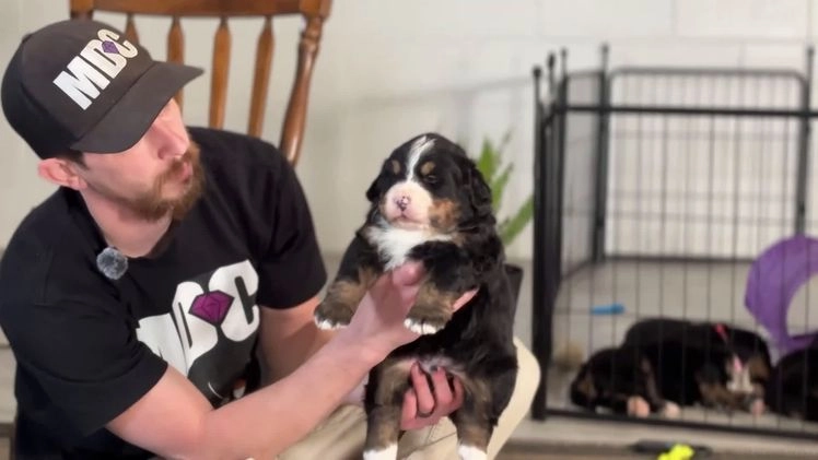 Bernese Mountain Dog dogs for sale: Leo - Video 1