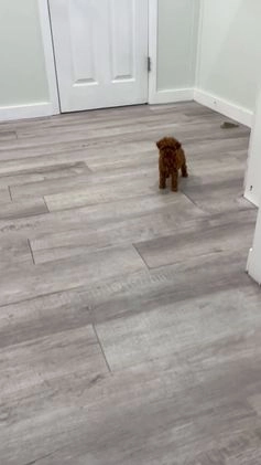 Toy Poodle dogs for sale: Hailey - Video 1