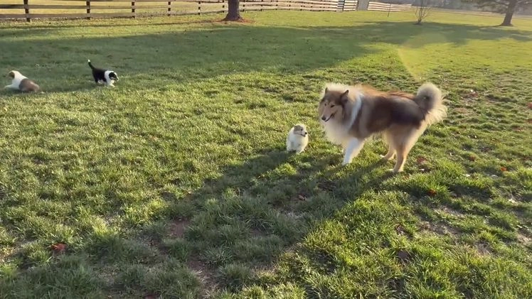 Collie dogs for sale: Collie Puppy 7 - Video 1