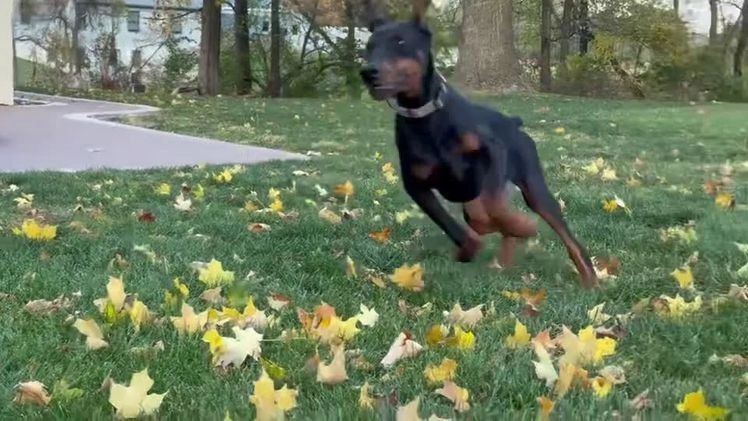 Doberman Pinscher dogs for sale: Selene - Video 1