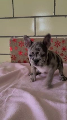 Frenchton dogs for sale: Pebbles - Video 1