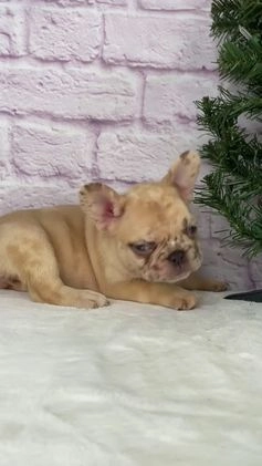 French Bulldog dogs for sale: April - Video 1